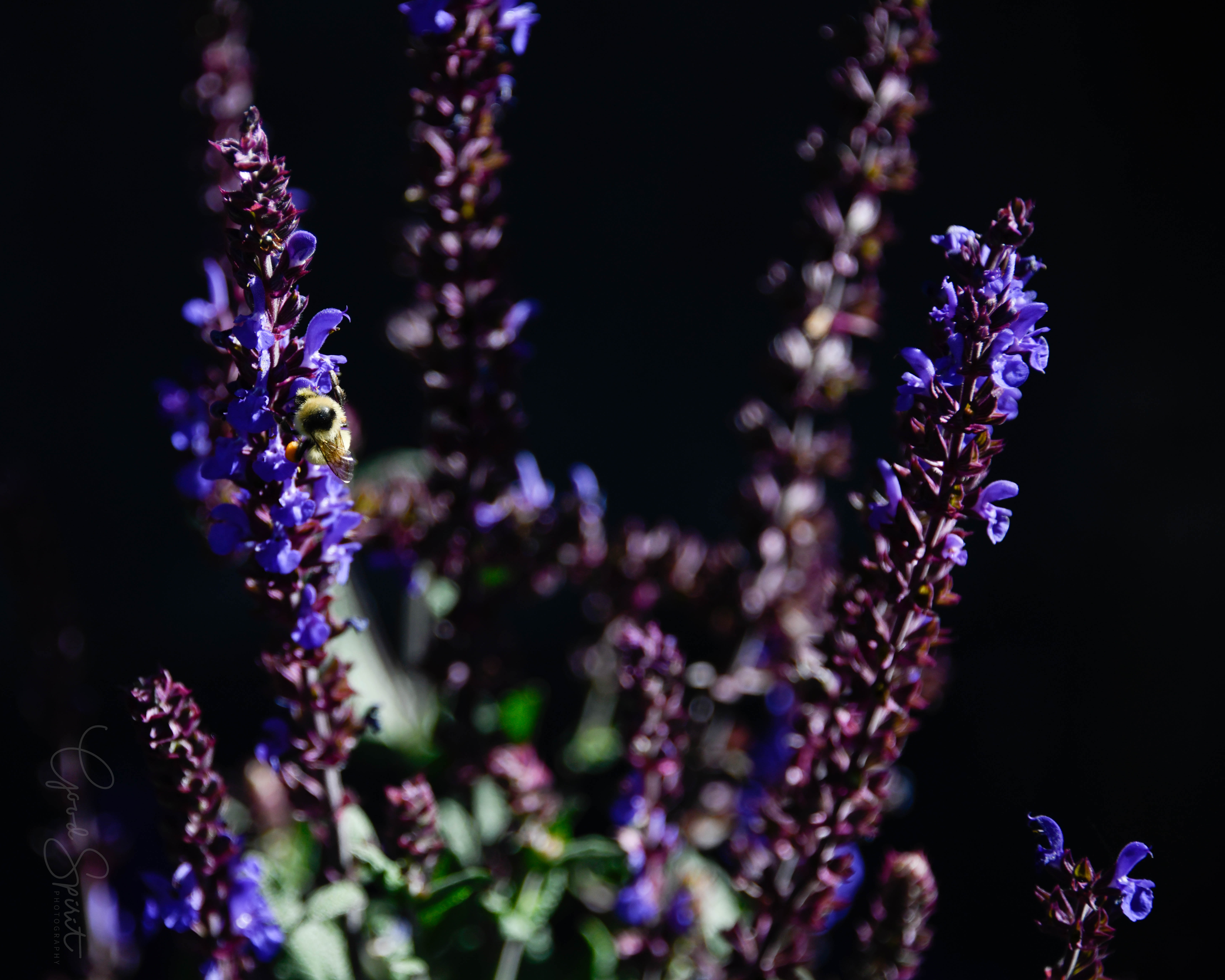 Peaceful calm image of a bee on a flower